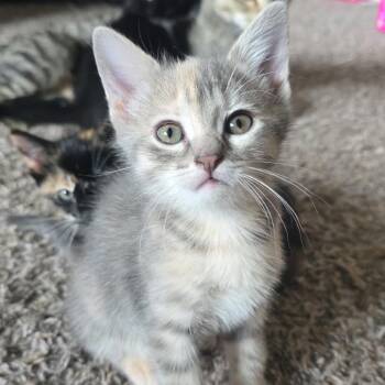 Bellagio -  Domestic Short Hair Cat for Adoption in Buffalo, Minnesota - Bellagio | PetCurious