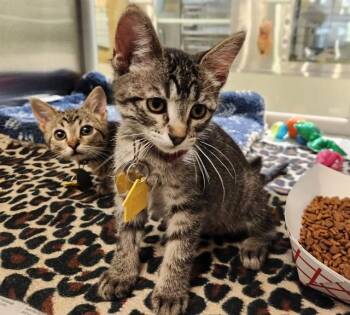 MILLY -  Domestic Short Hair Cat for Adoption in St. Louis, Missouri - MILLY | PetCurious