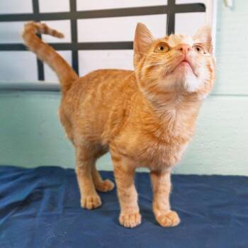 Sunray -  Domestic Short Hair Cat for Adoption in South Elgin, Illinois - Sunray | PetCurious