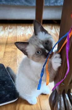 5 fun kittens -  Domestic Short Hair Cat for Adoption in Portland, Maine - 5 Fun Kittens | PetCurious
