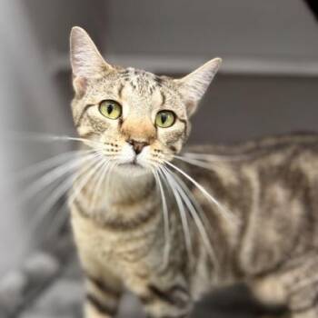 Diana -  Domestic Short Hair Cat for Adoption in Atlanta, Georgia - Diana | PetCurious