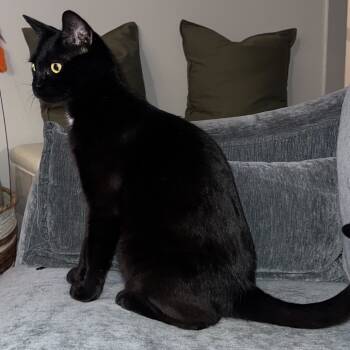 Rescue Domestic Short Hair Cats for Adoption - Catpuccino | PetCurious