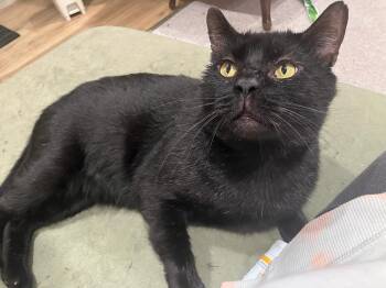 Rescue Domestic Short Hair Cats for Adoption in Levittown, Pennsylvania - Vanderbuilt (FIV+) | PetCurious