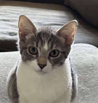 Cashew- A Gentle Soul Looking for Patience and Love -  Domestic Short Hair Cat for Adoption in Prescott, Arizona - Cashew- A Gentle Soul Looking For Patience And Love | PetCurious