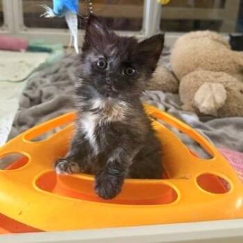 Rapunzel -  Domestic Short Hair Cat for Adoption in Clearwater, Florida - Rapunzel | PetCurious