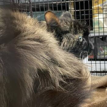 Pecan -  Domestic Medium Hair Cat for Adoption in Des Moines, Iowa - Pecan | PetCurious