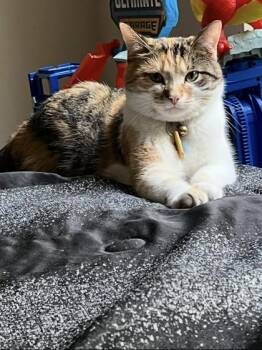 Takeoff Eclipse -  Domestic Short Hair Cat for Adoption in Fairfax, Virginia - Takeoff Eclipse | PetCurious