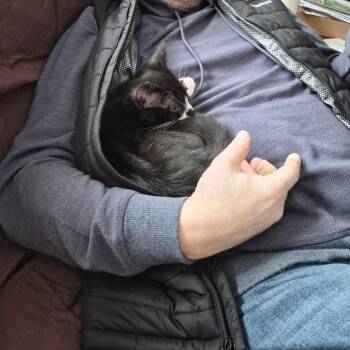 Domestic Short Hair Cats Available for Adoption - Skipper | PetCurious