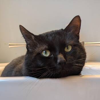 Domestic Short Hair Cats Available for Adoption in Portland, Oregon - Mr. Boy...He’s My Sweet Cheese. My Rotten Soldier. My Good Time  | PetCurious