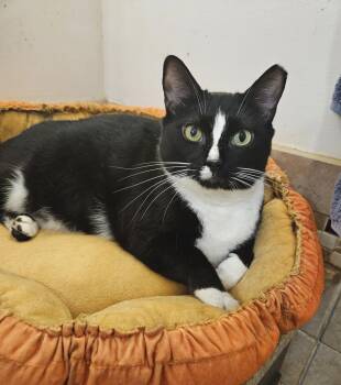 Zippy -  Domestic Short Hair Cat for Adoption in Greensboro, North Carolina - Zippy | PetCurious