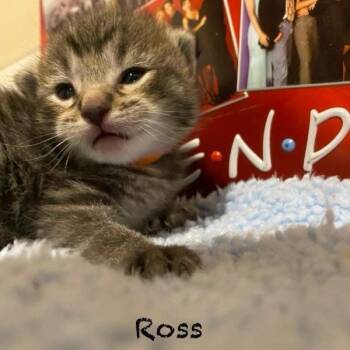 Ross -  Domestic Short Hair Cat for Adoption in Centerville, Tennessee - Ross | PetCurious