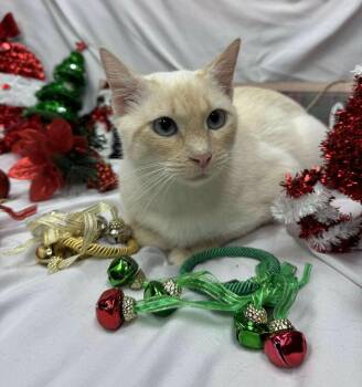 Siamese Cats Available for Adoption - Margot | PetCurious