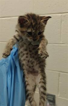 OCELOT -  Domestic Short Hair Cat for Adoption in Santa Fe, New Mexico - OCELOT | PetCurious