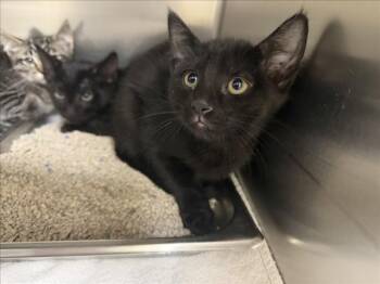BETH -  Domestic Short Hair Cat for Adoption in Santa Fe, New Mexico - BETH | PetCurious