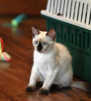 P - Pumpkin -  Siamese Cat for Adoption in Falmouth, Maine - P - Pumpkin | PetCurious