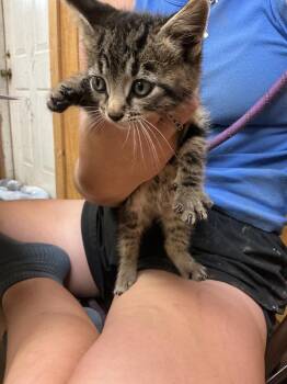 Lincoln -  Abyssinian Cat Available for Adoption in Dyersburg, Tennessee - Lincoln | PetCurious