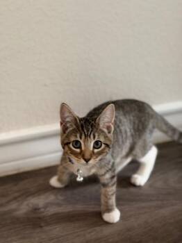 Peeko -  Domestic Short Hair Cat for Adoption in San Antonio, Texas - Peeko | PetCurious