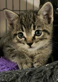 Rescue Domestic Short Hair Cats for Adoption - Figan | PetCurious