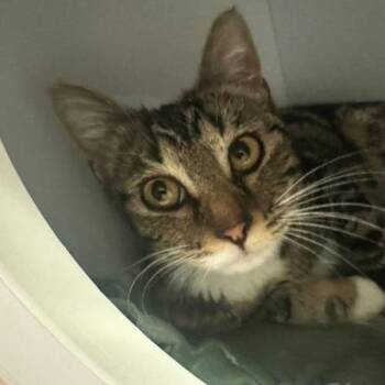 Domestic Short Hair Cats Available for Adoption - Coconut | PetCurious