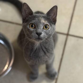 Rescue Dilute Tortoiseshell Cats for Adoption in New Smyrna Beach, Florida - Lucy | PetCurious