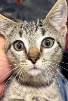 Domestic Short Hair Cats Available for Adoption in Elizabethton, Tennessee - SPIRIT | PetCurious