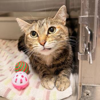 Domestic Short Hair Cats Available for Adoption in Indianapolis, Indiana - Tabitha | PetCurious