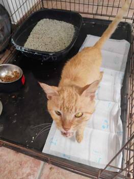 Rambo -  Domestic Short Hair Cat Available for Adoption in Naranjito, Naranjito - Rambo | PetCurious
