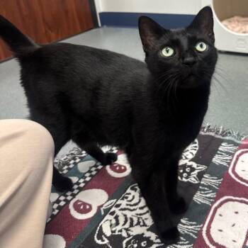 Carmilla -  Domestic Short Hair Cat for Adoption in West Palm Beach, Florida - Carmilla | PetCurious