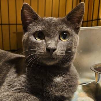 Mikey -  Domestic Short Hair and Russian Blue Cat for Adoption in Chicago, Illinois - Mikey | PetCurious