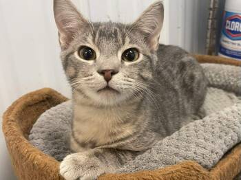 Rescue Domestic Short Hair Cats for Adoption in Calhoun, Kentucky - Karter | PetCurious