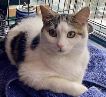 Domestic Short Hair Cats Available for Adoption - Molly | PetCurious