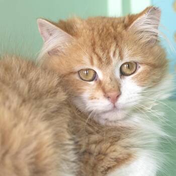 Domestic Long Hair Cats Available for Adoption in Pontiac, Michigan - Macho | PetCurious
