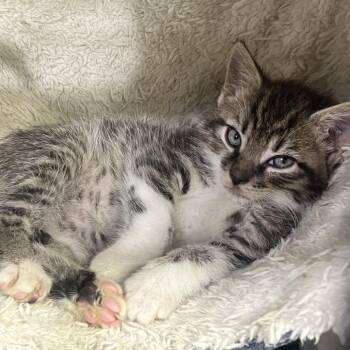 Rescue Domestic Short Hair Cats for Adoption in Tulsa, Oklahoma - Marilyn | PetCurious