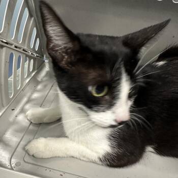 Cheese -  Domestic Short Hair Cat Available for Adoption in Greensboro, North Carolina - Cheese | PetCurious