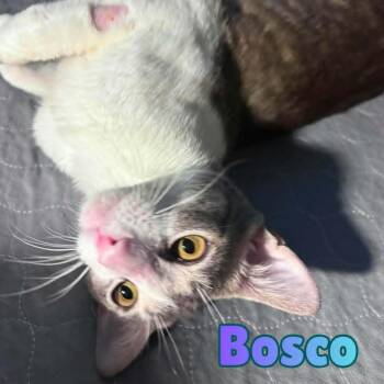 Bosco --Sweetest 1 year old Boy-- -  Domestic Short Hair Cat for Adoption in Riverview, Florida - Bosco --Sweetest 1 Year Old Boy-- | PetCurious