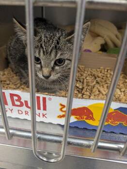 Wink -  Domestic Short Hair Cat for Adoption in Cincinnati, Ohio - Wink | PetCurious