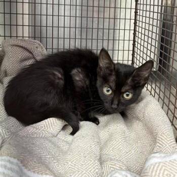Yuzu Blossom 21 -  Domestic Short Hair Cat for Adoption in Austin, Texas - Yuzu Blossom 21 | PetCurious