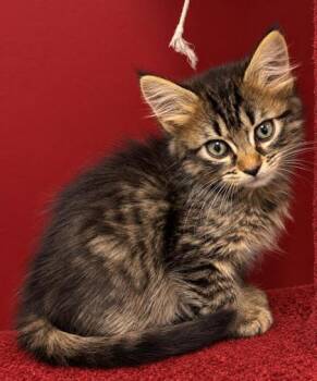 Karlach 1388-26 -  Domestic Medium Hair and Domestic Short Hair Cat for Adoption in Cumming, Georgia - Karlach 1388-26 | PetCurious