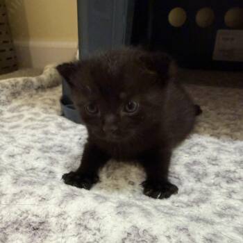 26-264 Cleo -  Domestic Short Hair Cat for Adoption in North Branford, Connecticut - 26-264 Cleo | PetCurious