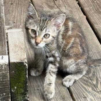 CAMO -  Domestic Short Hair Cat for Adoption in Gresham, Wisconsin - CAMO | PetCurious