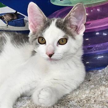 Emerald -  Domestic Short Hair Cat for Adoption in Traverse City, Michigan - Emerald | PetCurious
