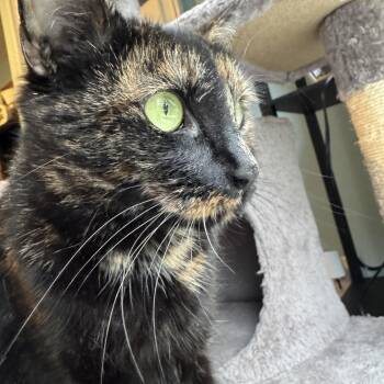 Duchess Camilla -  Tortoiseshell Cat Available for Adoption in Medford, Massachusetts - Duchess Camilla | PetCurious