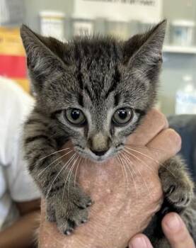 Elroy -  Domestic Short Hair Cat for Adoption in West Memphis, Arkansas - Elroy | PetCurious