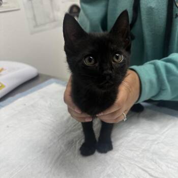 Binx -  Domestic Short Hair Cat for Adoption in Ashland, Oregon - Binx | PetCurious