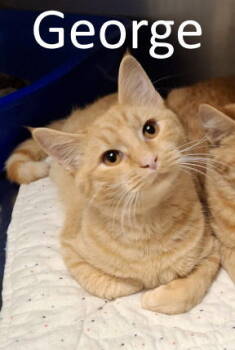 Rescue Tabby and Domestic Medium Hair Cats for Adoption in Mountain View, Arkansas - George | PetCurious