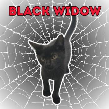 Black Widow -  Domestic Short Hair Cat for Adoption in Aransas Pass, Texas - Black Widow | PetCurious