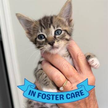 TUCKER -  Domestic Short Hair Cat for Adoption in Tallahassee, Florida - TUCKER | PetCurious