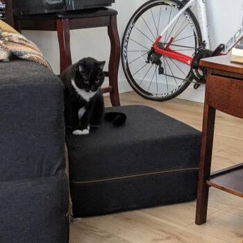 Domestic Short Hair Cats Available for Adoption - Shelby | PetCurious