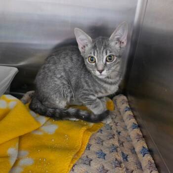 Willow -  Domestic Short Hair Cat for Adoption in Las Vegas, Nevada - Willow | PetCurious