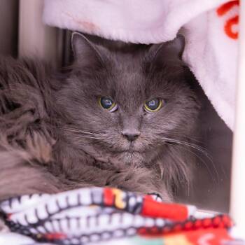Petal -  Domestic Long Hair Cat for Adoption in Mentor, Ohio - Petal | PetCurious